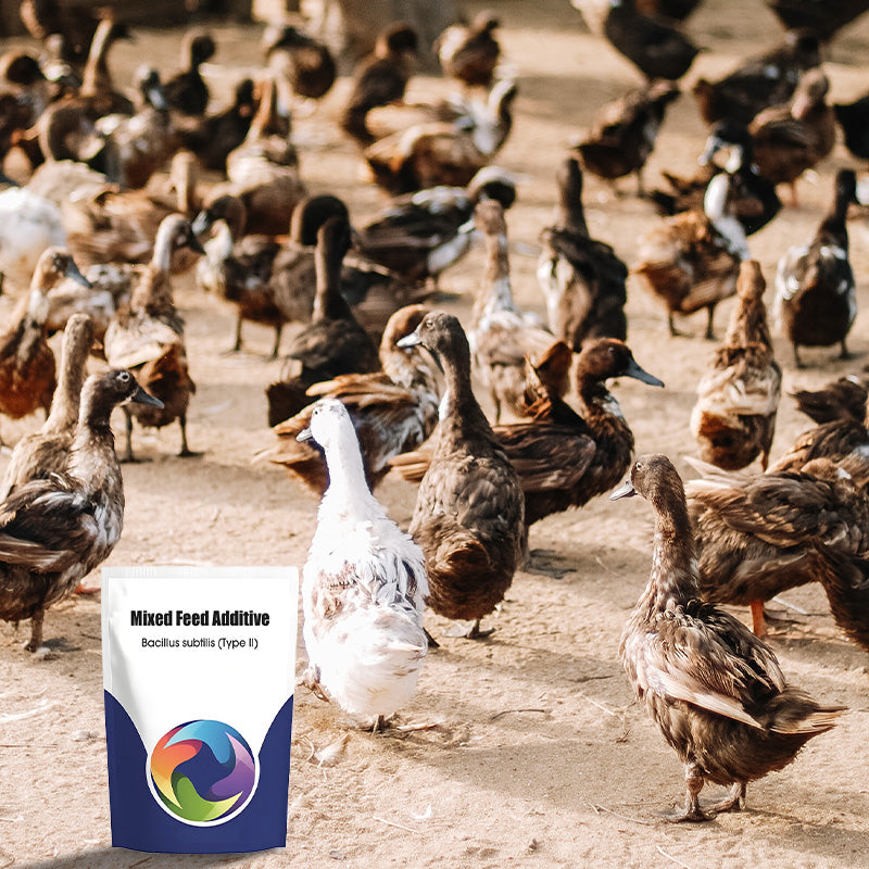 Probiotiska och enzymatiska fodertillsatse