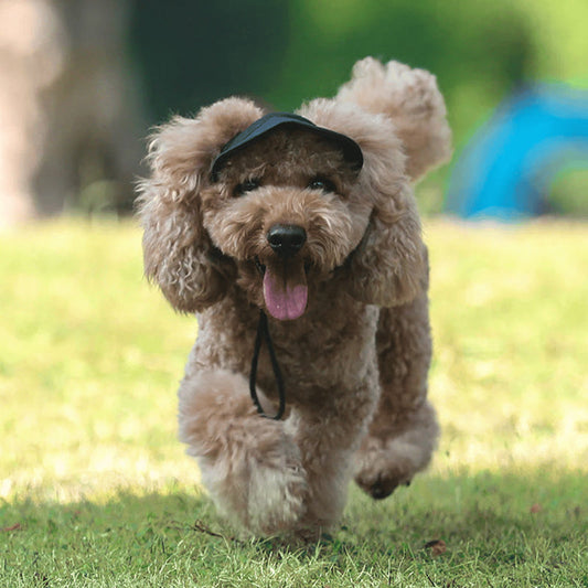 🔥 Utomhus solskyddshatt för hundar 🐶